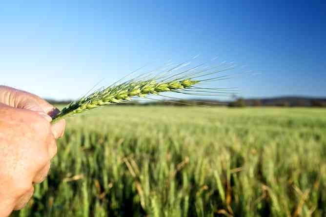 Argriculture